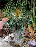 Pachypodium namaquanum